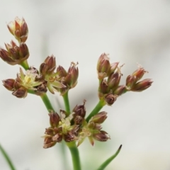 Juncus articulatus (A Rush) at Paddys River, ACT - 11 Jan 2018 by KenT