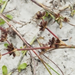 Juncus articulatus at Paddys River, ACT - 11 Jan 2018 08:47 AM