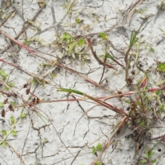 Juncus articulatus at Paddys River, ACT - 11 Jan 2018 08:47 AM