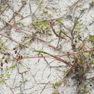 Juncus articulatus at Paddys River, ACT - 11 Jan 2018