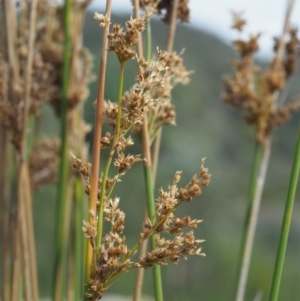 Juncus flavidus at Paddys River, ACT - 11 Jan 2018