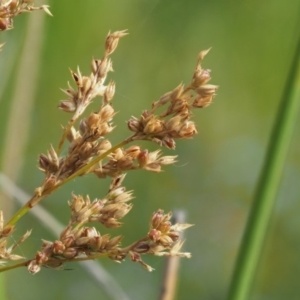 Juncus flavidus at Paddys River, ACT - 11 Jan 2018