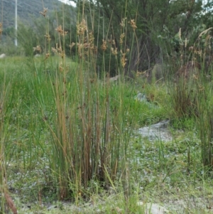 Juncus flavidus at Paddys River, ACT - 11 Jan 2018