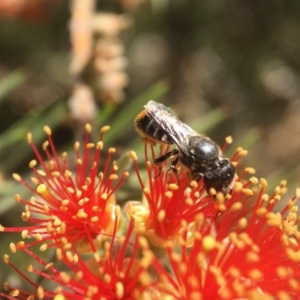 Megachile (Hackeriapis) oblonga at Acton, ACT - 16 Jan 2018