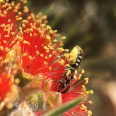 Megachile (Hackeriapis) oblonga at Acton, ACT - 16 Jan 2018