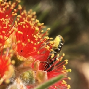 Megachile (Hackeriapis) oblonga at Acton, ACT - 16 Jan 2018