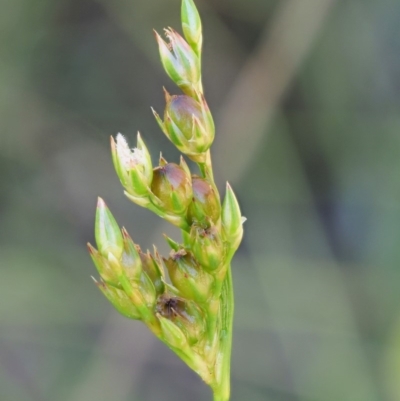 Juncus subsecundus (Finger Rush) at Paddys River, ACT - 28 Jan 2018 by KenT