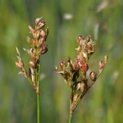 Juncus subsecundus at Paddys River, ACT - 29 Jan 2018 08:53 AM