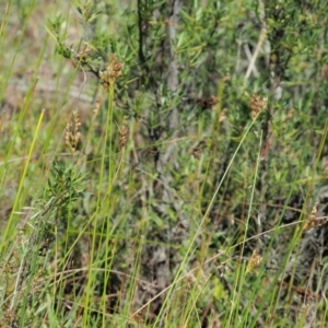 Juncus subsecundus at Paddys River, ACT - 29 Jan 2018 08:53 AM