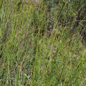 Juncus subsecundus at Paddys River, ACT - 29 Jan 2018 08:53 AM