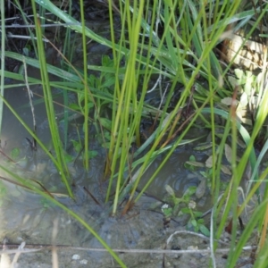 Juncus subsecundus at Paddys River, ACT - 29 Jan 2018 08:53 AM