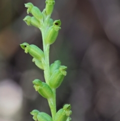 Microtis sp. aff. unifolia (Alpine onion orchid) at Gibraltar Pines - 29 Jan 2018 by KenT