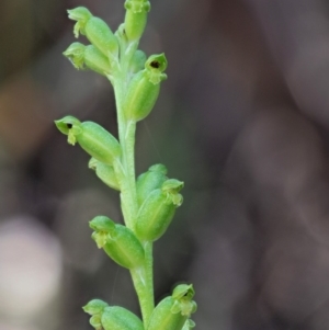 Microtis sp. aff. unifolia at Paddys River, ACT - 29 Jan 2018