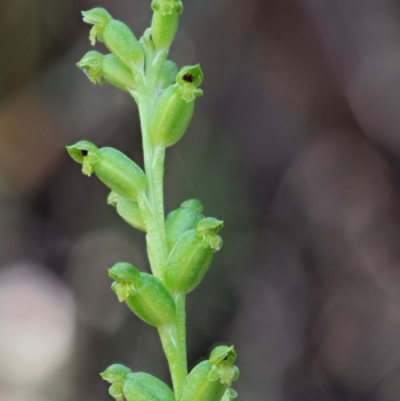 Microtis sp. aff. unifolia (Alpine onion orchid) at Gibraltar Pines - 29 Jan 2018 by KenT