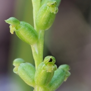 Microtis sp. aff. unifolia at Paddys River, ACT - 29 Jan 2018