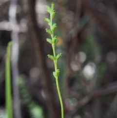 Microtis sp. aff. unifolia at Paddys River, ACT - 29 Jan 2018