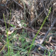 Microtis sp. aff. unifolia at Paddys River, ACT - 29 Jan 2018