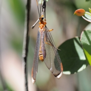 Nymphes myrmeleonoides at Paddys River, ACT - 29 Jan 2018 11:16 AM