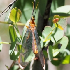 Nymphes myrmeleonoides at Paddys River, ACT - 29 Jan 2018