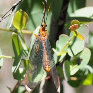 Nymphes myrmeleonoides at Paddys River, ACT - 29 Jan 2018 11:16 AM