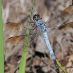 Orthetrum caledonicum (Blue Skimmer) at Gibraltar Pines - 28 Jan 2018 by KenT