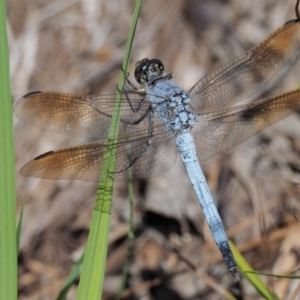 Orthetrum caledonicum at Paddys River, ACT - 29 Jan 2018 12:00 AM