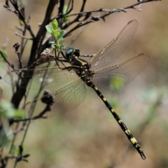 Synthemis eustalacta (Swamp Tigertail) at Gibraltar Pines - 28 Jan 2018 by KenT