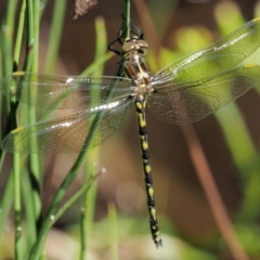 Synthemis eustalacta at Paddys River, ACT - 29 Jan 2018