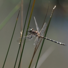 Synthemis eustalacta at Paddys River, ACT - 29 Jan 2018