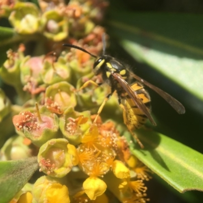 Vespula germanica (European Wasp, German Yellowjacket Wasp) at Yarralumla, ACT - 1 Feb 2018 by PeterA