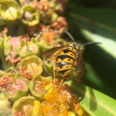 Vespula germanica at Yarralumla, ACT - 1 Feb 2018