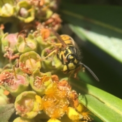 Vespula germanica at Yarralumla, ACT - 1 Feb 2018