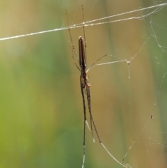 Tetragnatha sp. (genus) (Long-jawed spider) at Paddys River, ACT - 29 Jan 2018 by KenT