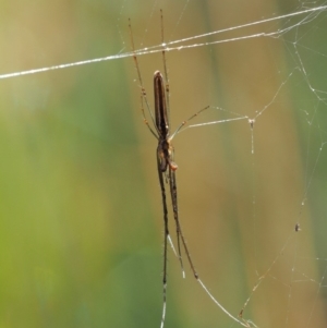 Tetragnatha sp. (genus) at Paddys River, ACT - 29 Jan 2018