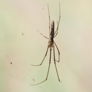 Tetragnatha sp. (genus) at Paddys River, ACT - 29 Jan 2018 10:56 AM