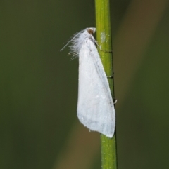 Tipanaea patulella (A Crambid moth) at Gibraltar Pines - 28 Jan 2018 by KenT