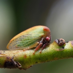 Sextius virescens at Paddys River, ACT - 29 Jan 2018 12:29 PM