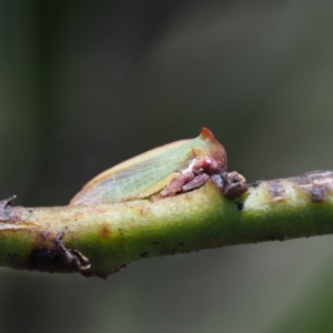 Sextius virescens at Paddys River, ACT - 29 Jan 2018