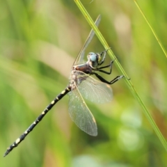 Synthemis eustalacta (Swamp Tigertail) at Lower Cotter Catchment - 29 Jan 2018 by KenT