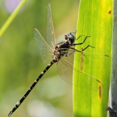 Synthemis eustalacta at Cotter River, ACT - 30 Jan 2018 09:10 AM