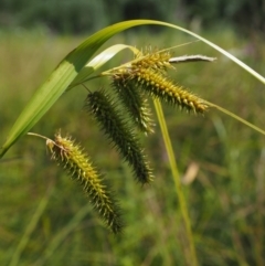 Carex fascicularis (Tassel Sedge) at Cotter River, ACT - 29 Jan 2018 by KenT