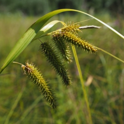 Carex fascicularis (Tassel Sedge) at Cotter River, ACT - 30 Jan 2018 by KenT