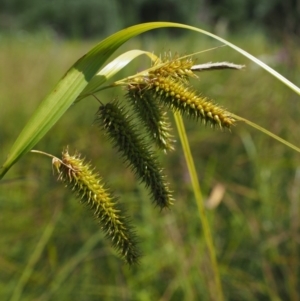 Carex fascicularis at Cotter River, ACT - 30 Jan 2018