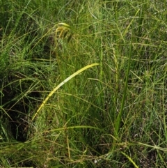 Carex fascicularis at Cotter River, ACT - 30 Jan 2018