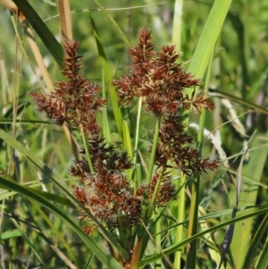 Cyperus lucidus at Uriarra Village, ACT - 30 Jan 2018