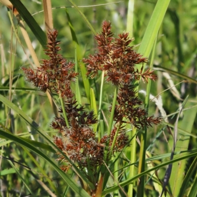 Cyperus lucidus (Leafy Flat Sedge) at Uriarra Village, ACT - 30 Jan 2018 by KenT