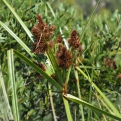 Cyperus lucidus at Uriarra Village, ACT - 30 Jan 2018 08:36 AM