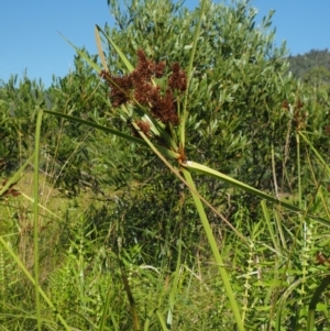 Cyperus lucidus at Uriarra Village, ACT - 30 Jan 2018 08:36 AM