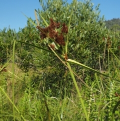 Cyperus lucidus at Uriarra Village, ACT - 30 Jan 2018