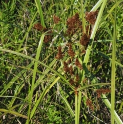 Cyperus lucidus at Uriarra Village, ACT - 30 Jan 2018 08:36 AM